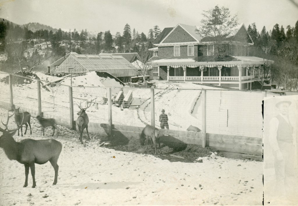 Elk, with the Wingfield residence in the background. Courtesy of Alphozene Terrill