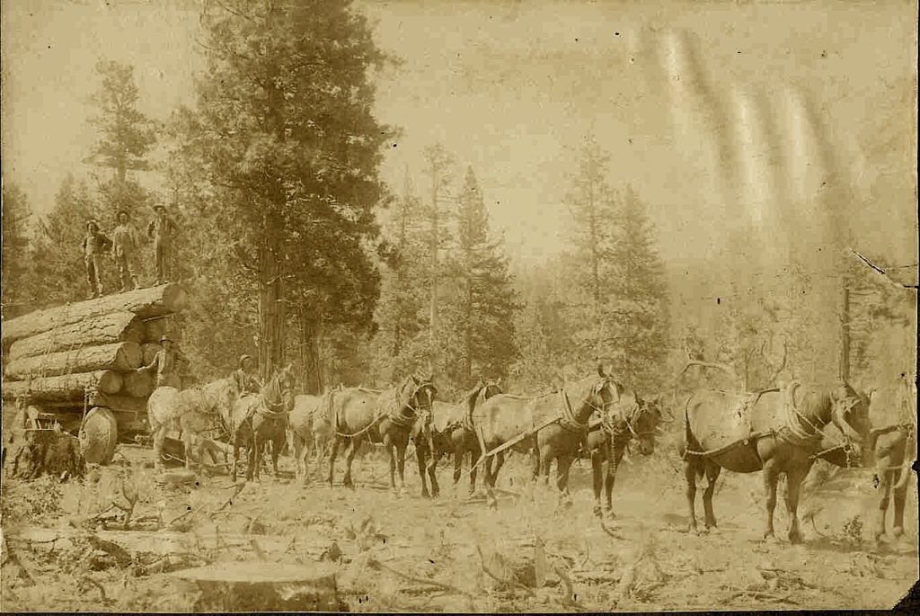 Logging at Bayley Creek, 1915.