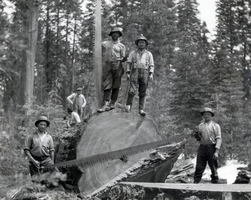 Red River Lumber Company tree fallers