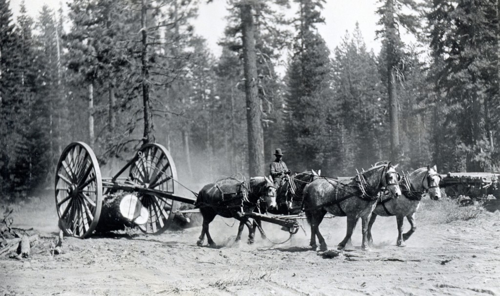 horse logging