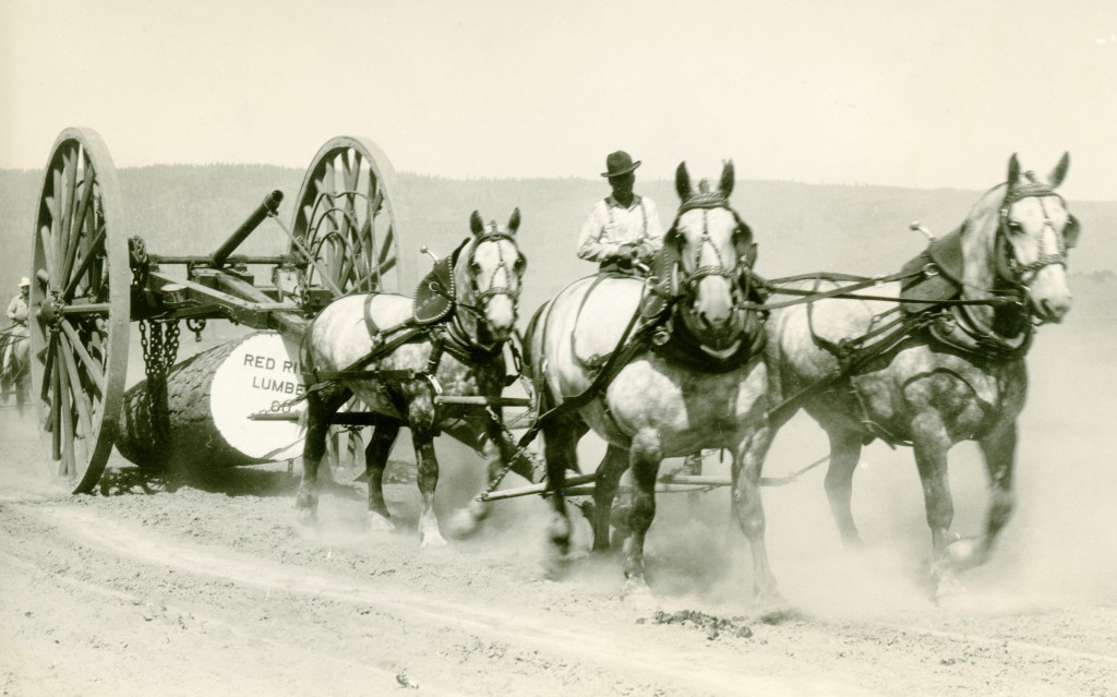 logging expo