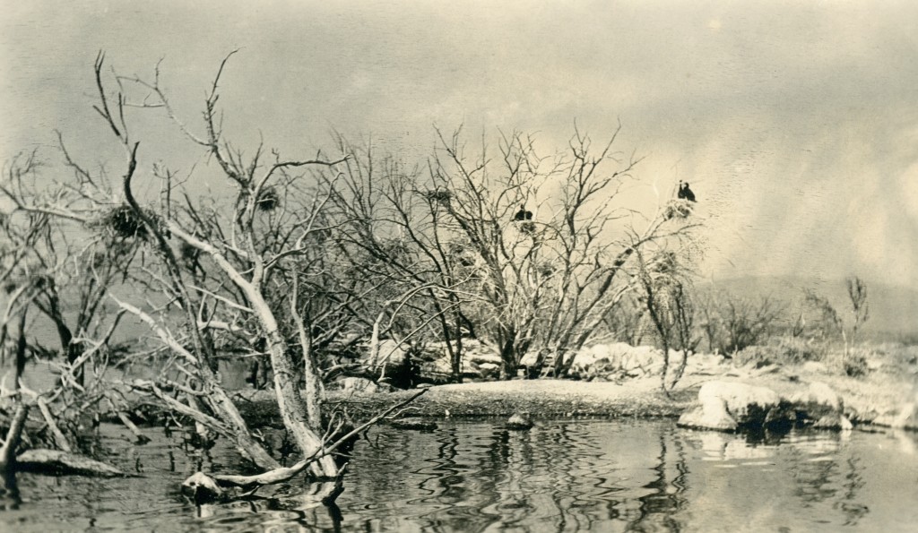 Shag Island, 1916. D.M. Durst