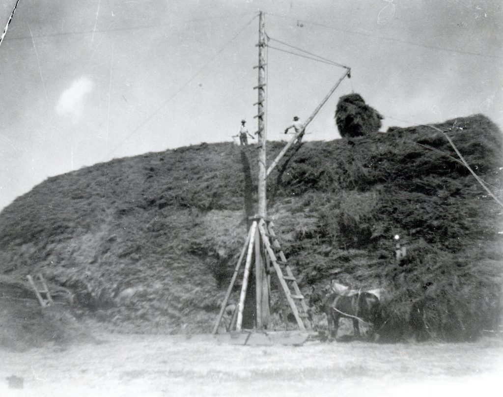 The film includes a scene of the hay derrick (above) in action. This photograph is the hay stacking at the Titherington Ranch, near Standish, 1908. Courtesy of Betty Gorbet