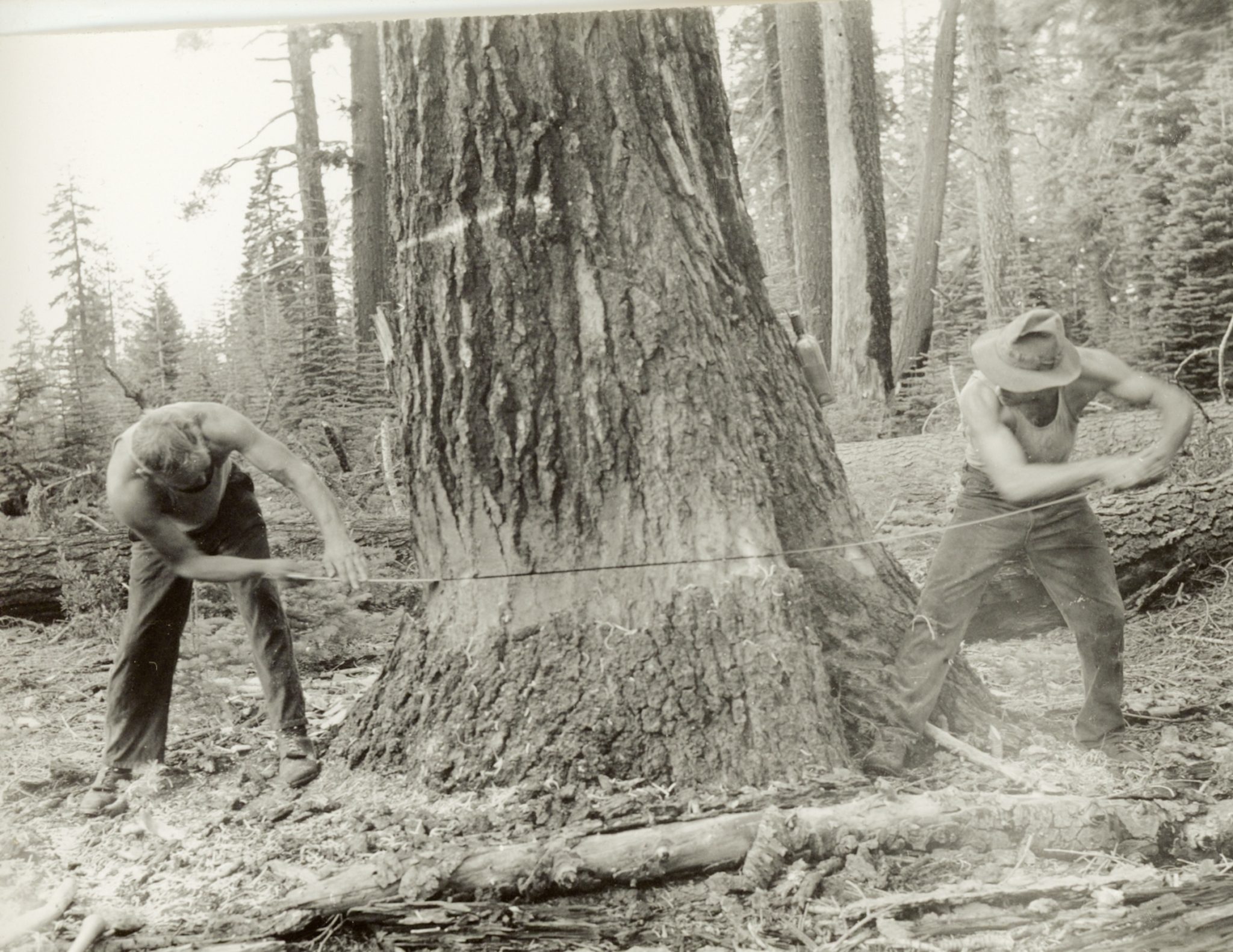 Timber Fallers of Yore | Exploring Lassen County's Past